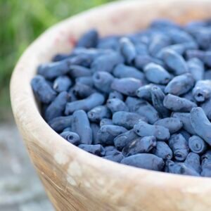 Blue Honeyberry