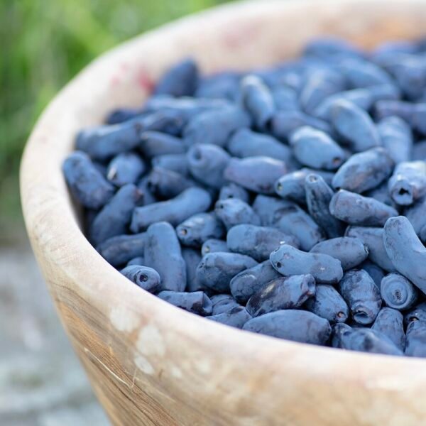 Blue Honeyberry