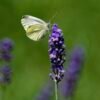 Butterfly Flower