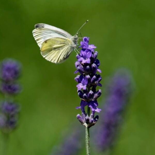 Butterfly Flower