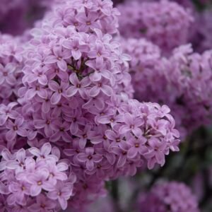 Purple Lilac Flowers