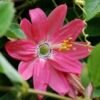 Pink Passionfruit & Banana Flower