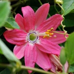 Pink Passionfruit & Banana Flower