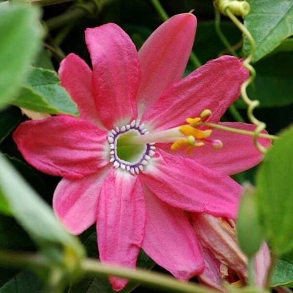 Pink Passionfruit & Banana Flower