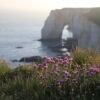 Purple Beach Flowers