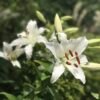 Spring Day Lily flower outside in garden