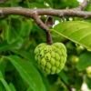 Tropical Cherimoya