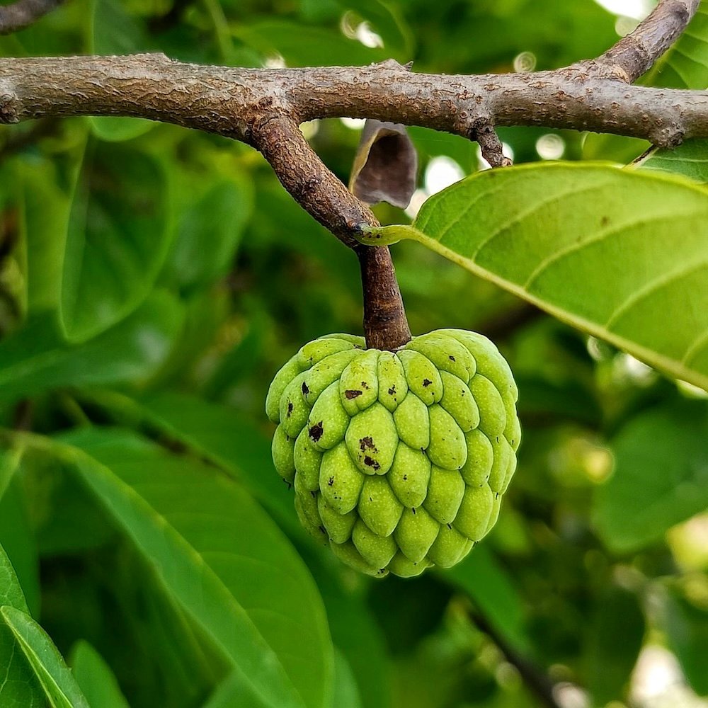 Tropical Cherimoya