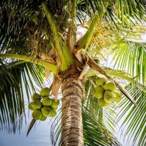 coconut on the beach