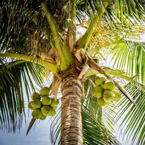 coconut on the beach