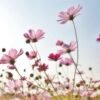 pink flowers blooming