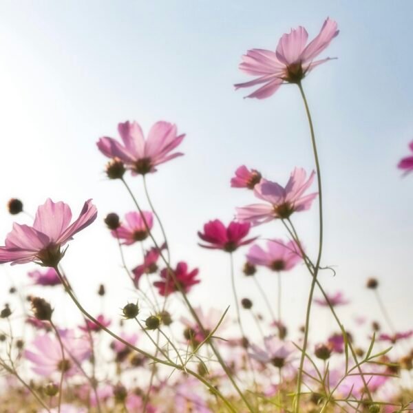 pink flowers blooming
