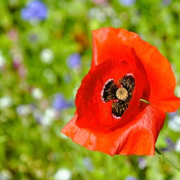poppy flower in spring garden